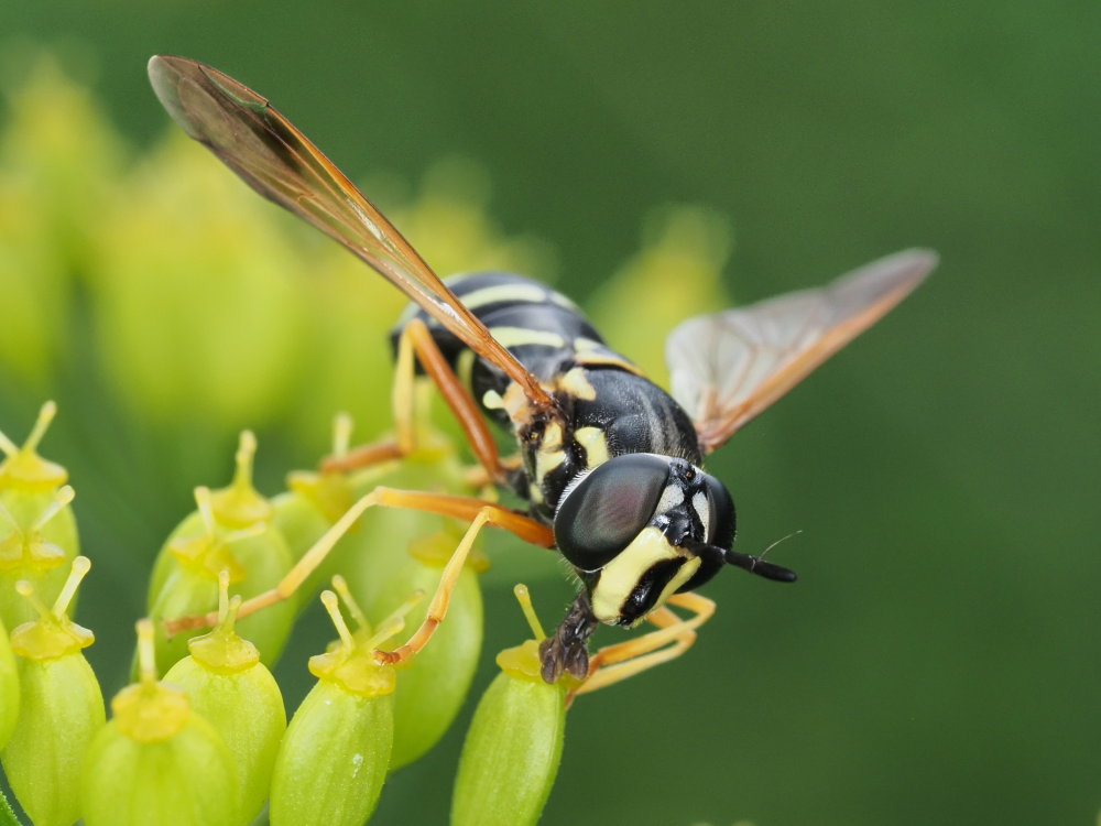 Chrysotoxum festivum? No,  Chrysotoxum gracile, femmina