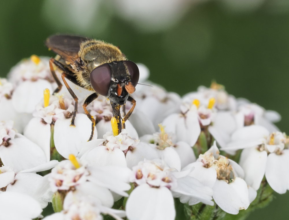Syrphidae?  S, Cheilosia sp.