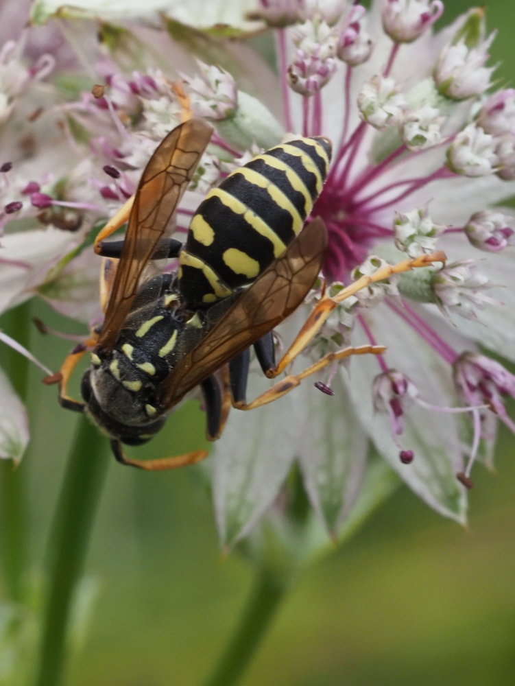 Polistes ..... semenowi o austroccidentalis