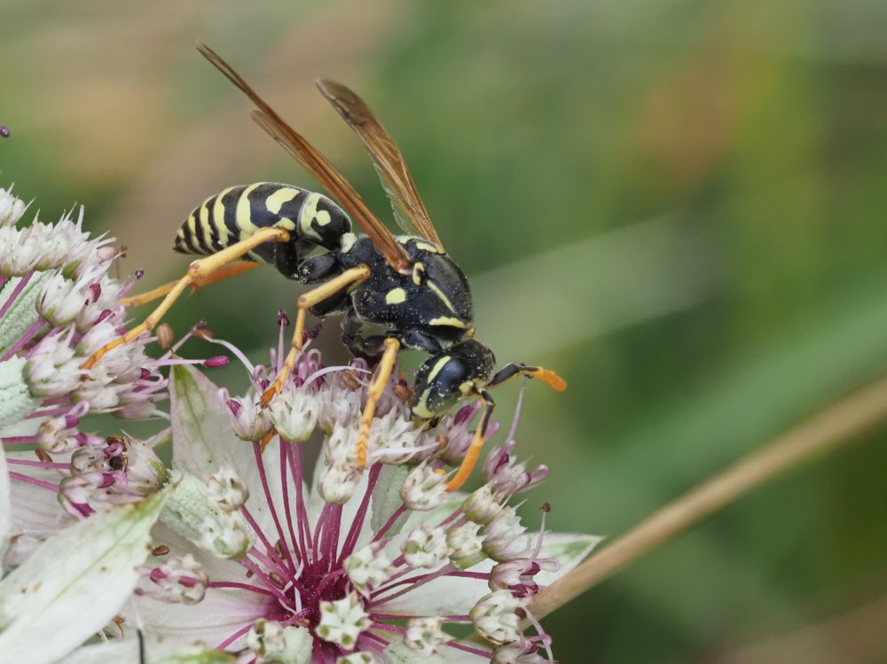 Polistes ..... semenowi o austroccidentalis