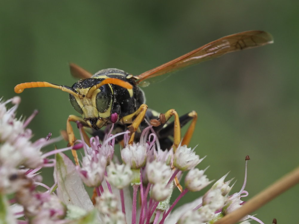 Polistes ..... semenowi o austroccidentalis