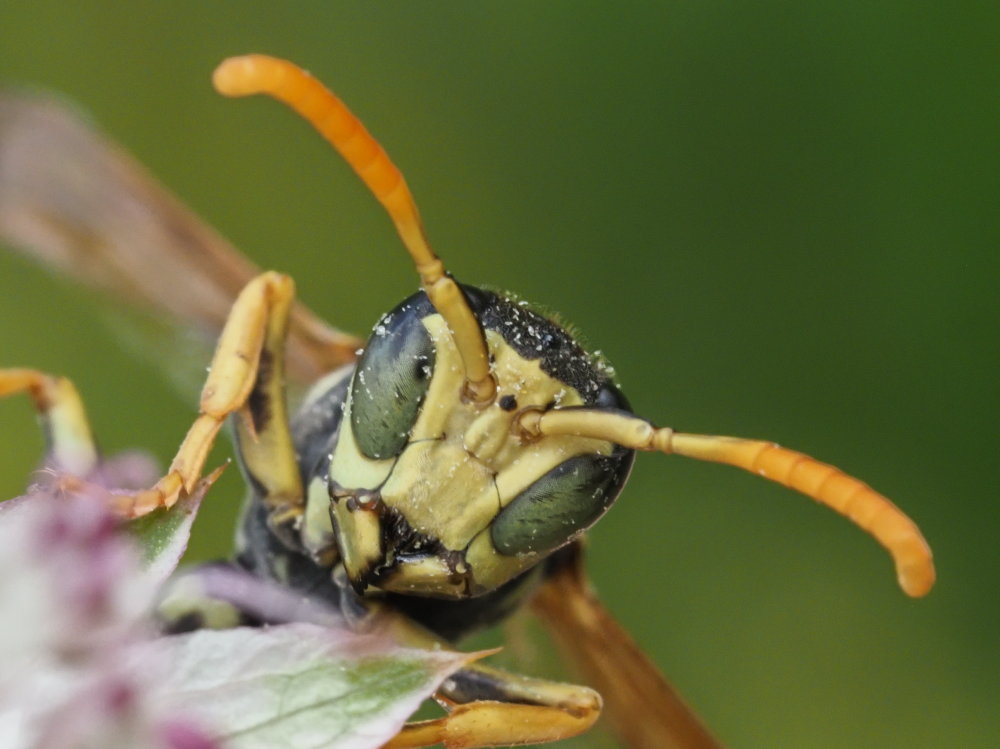 Polistes ..... semenowi o austroccidentalis