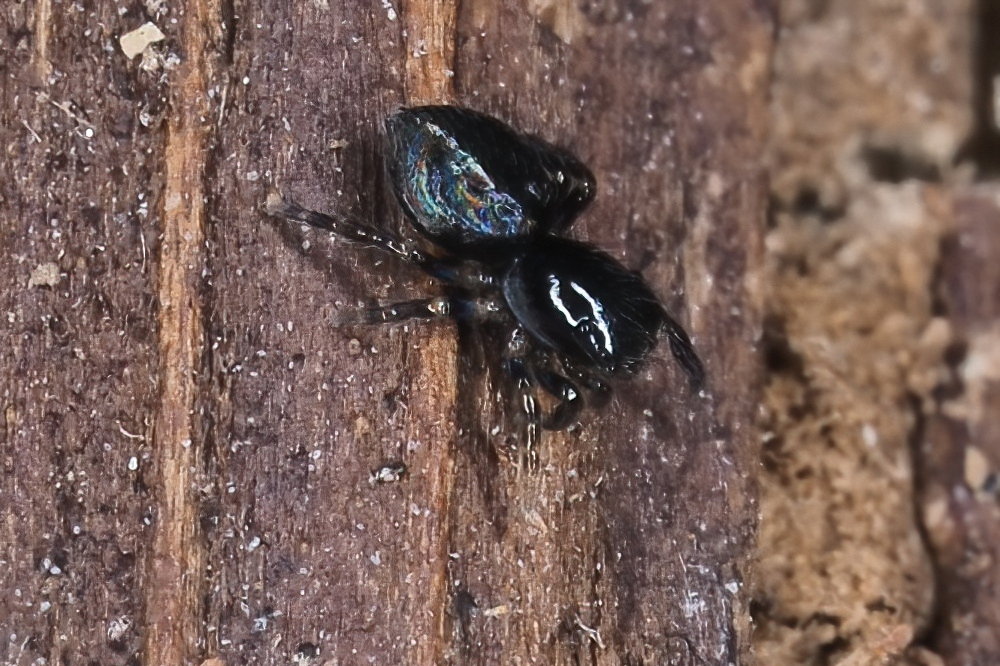 Salticidae: cfr. Chalcoscirtus sp.
