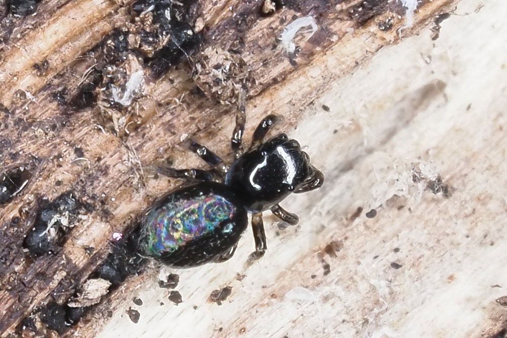 Salticidae: cfr. Chalcoscirtus sp.