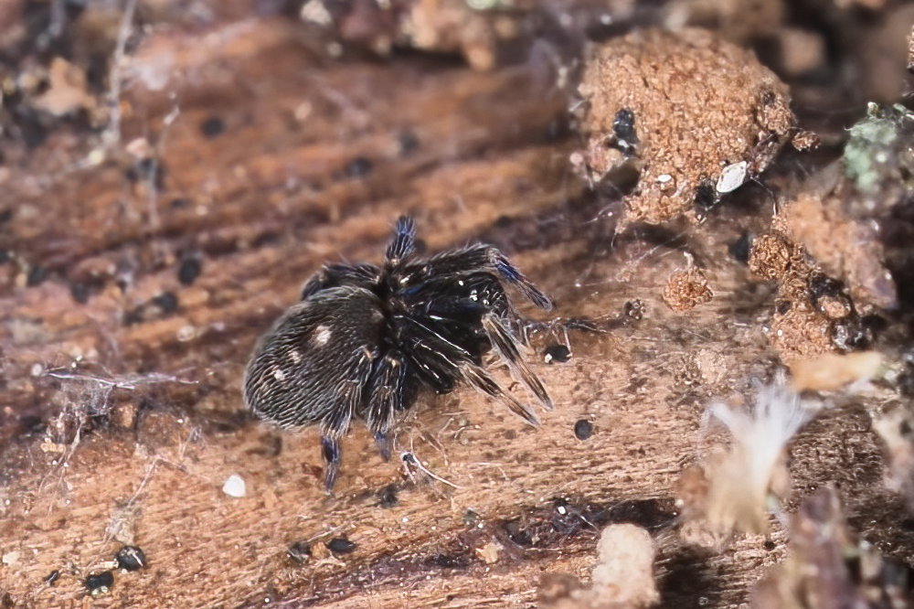 Nurscia albomaculata (Titanoecidae)