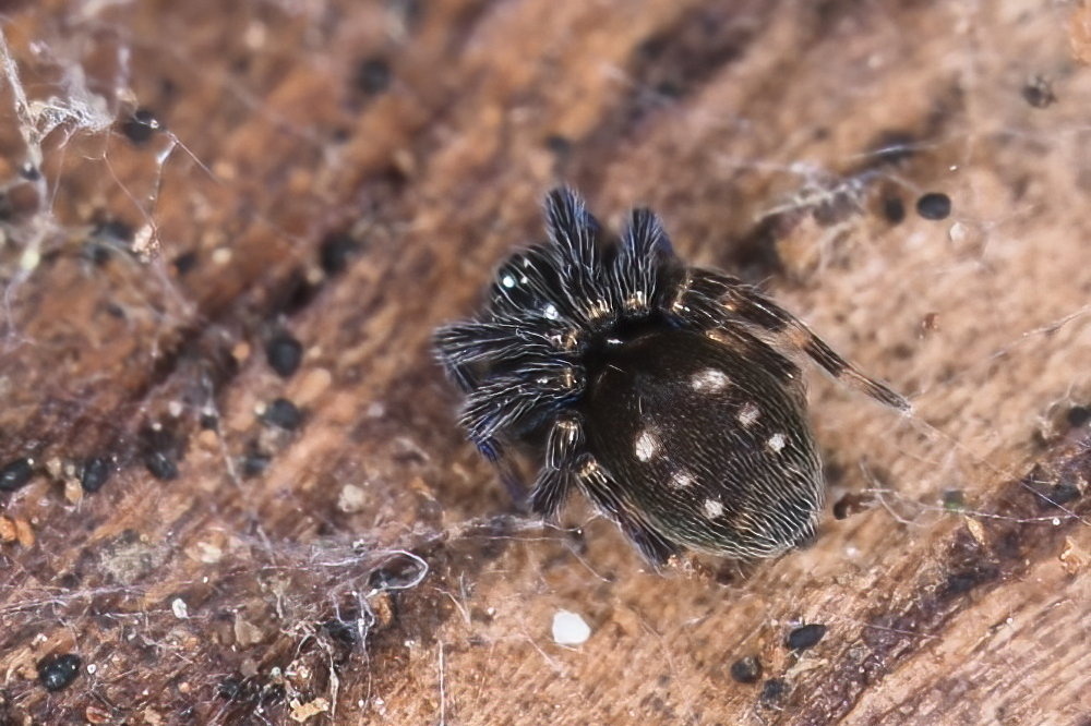 Nurscia albomaculata (Titanoecidae)