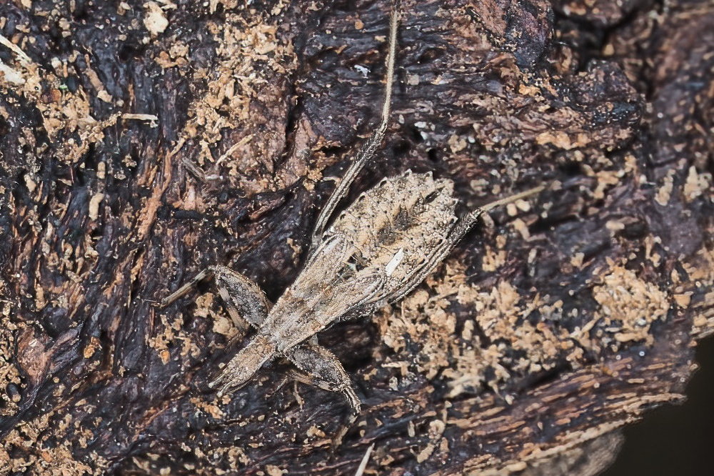 Reduviidae: Oncocephalus sp.  da id.