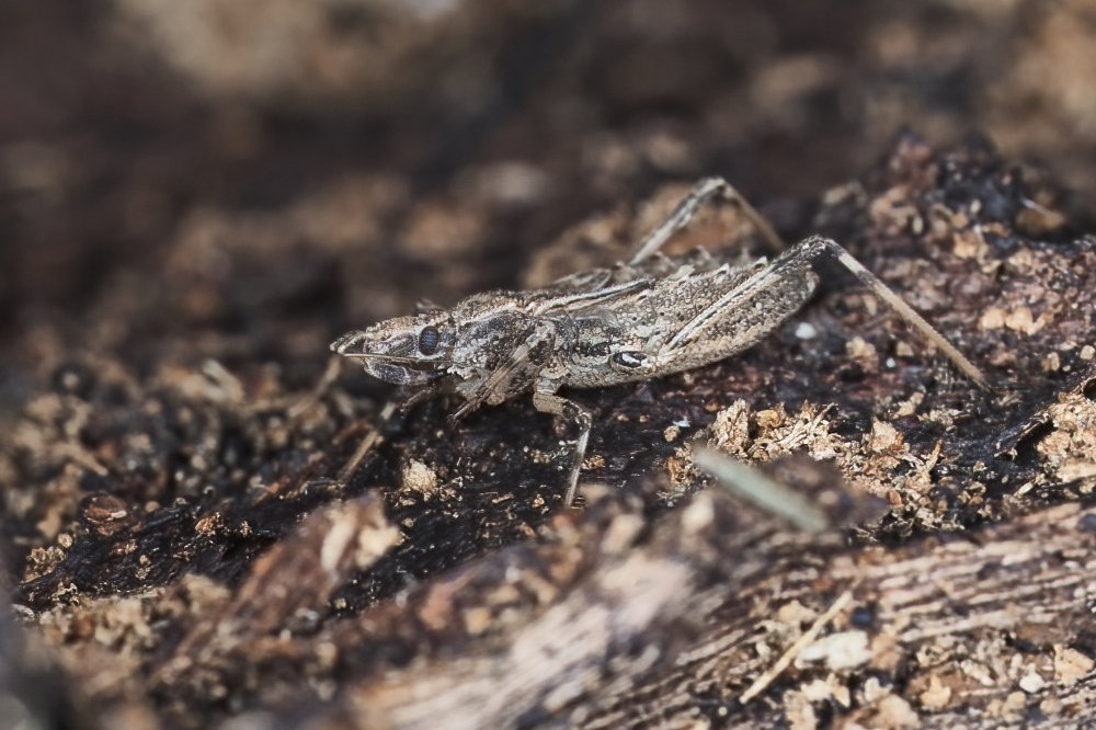 Reduviidae: Oncocephalus sp.  da id.