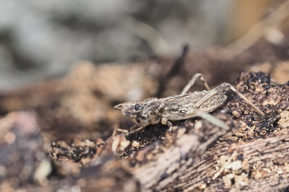 Reduviidae: Oncocephalus sp.  da id.