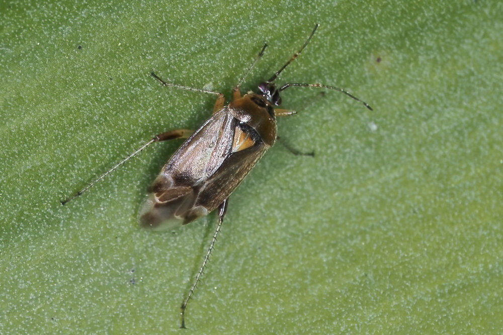 Miridae: Harpocera thoracica