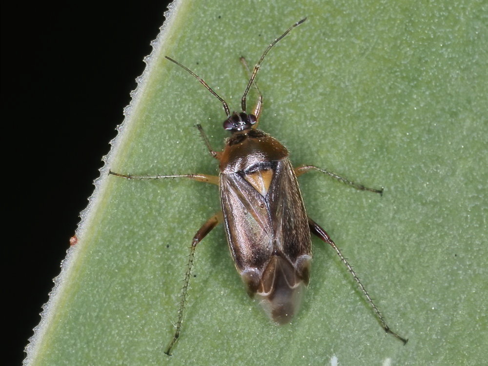 Miridae: Harpocera thoracica