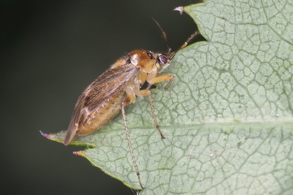 Miridae: Harpocera thoracica