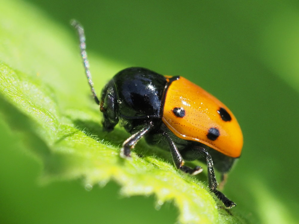 Chrysomelidae: Cryptocephalus trimaculatus