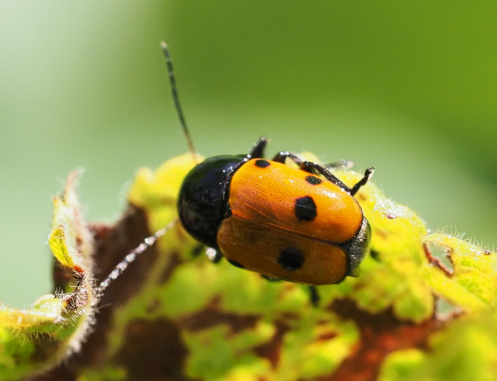 Chrysomelidae: Cryptocephalus trimaculatus