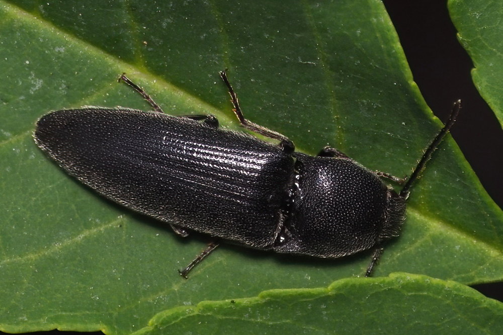 Elateridae: Melanotus sp.