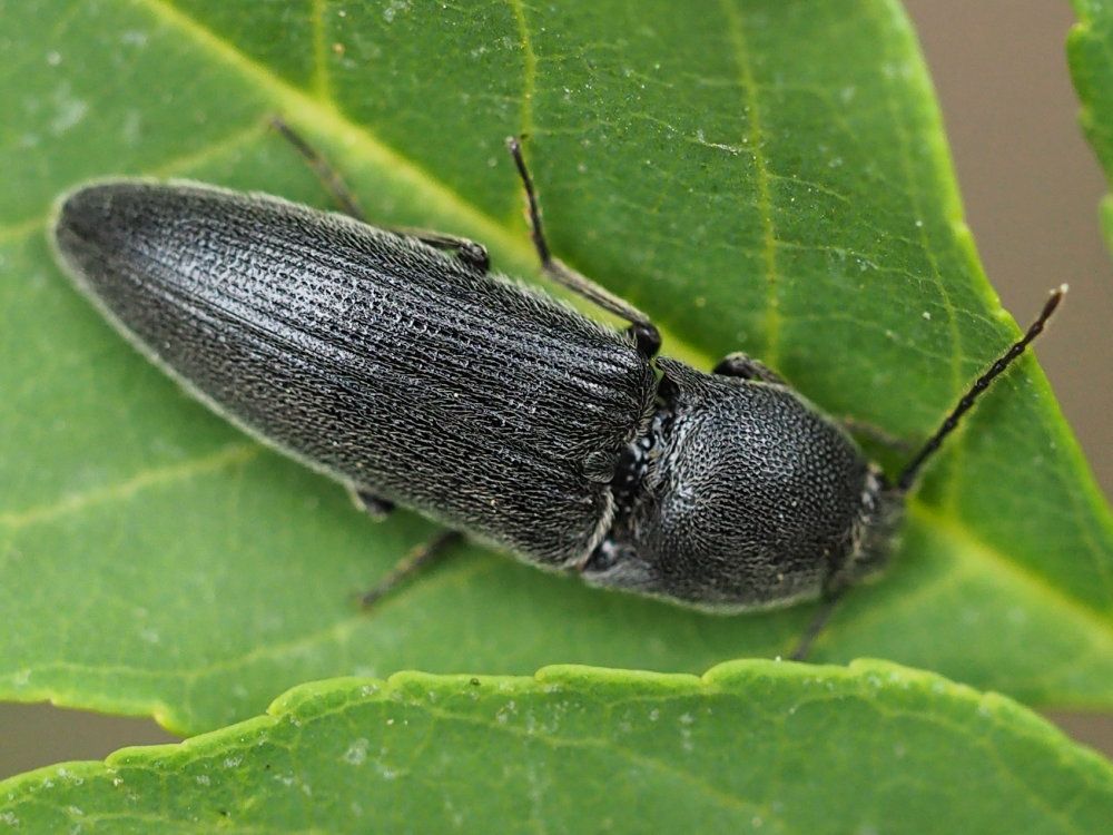 Elateridae: Melanotus sp.