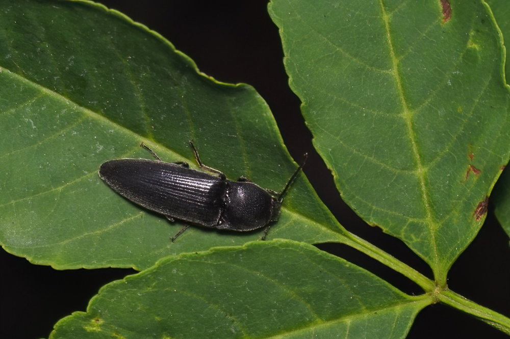 Elateridae: Melanotus sp.