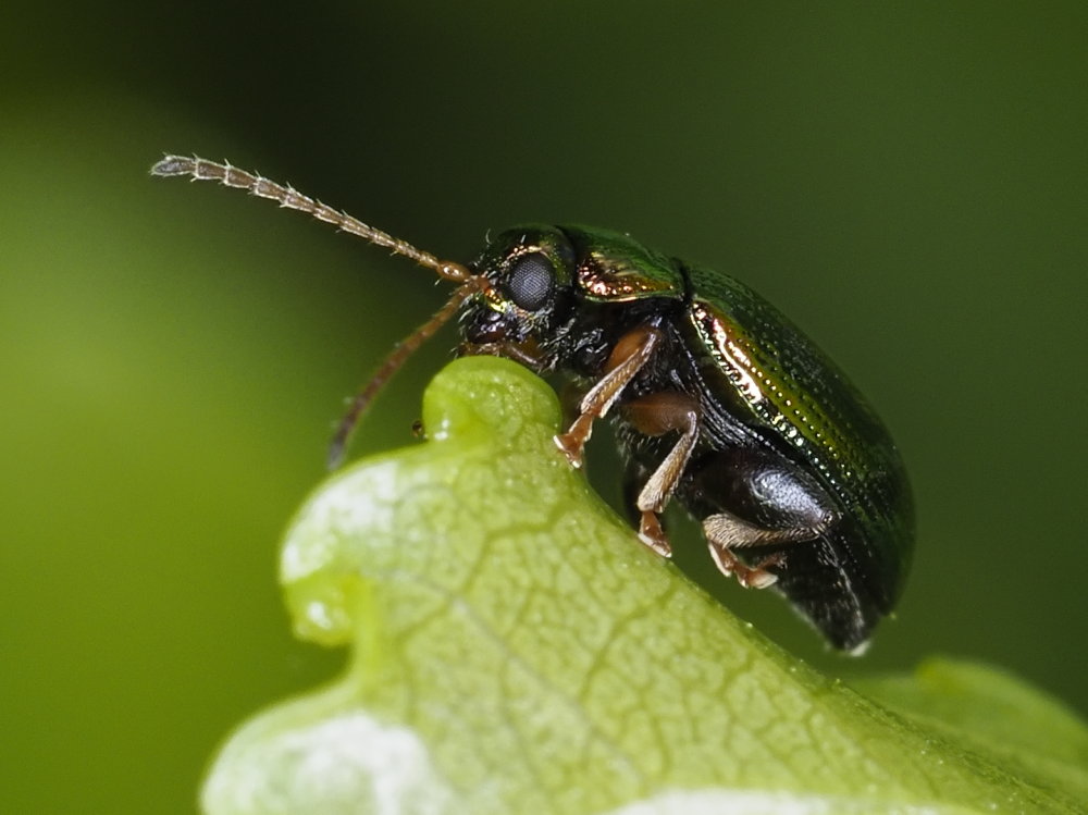 Chrysomelidae: Crepidodera aurea