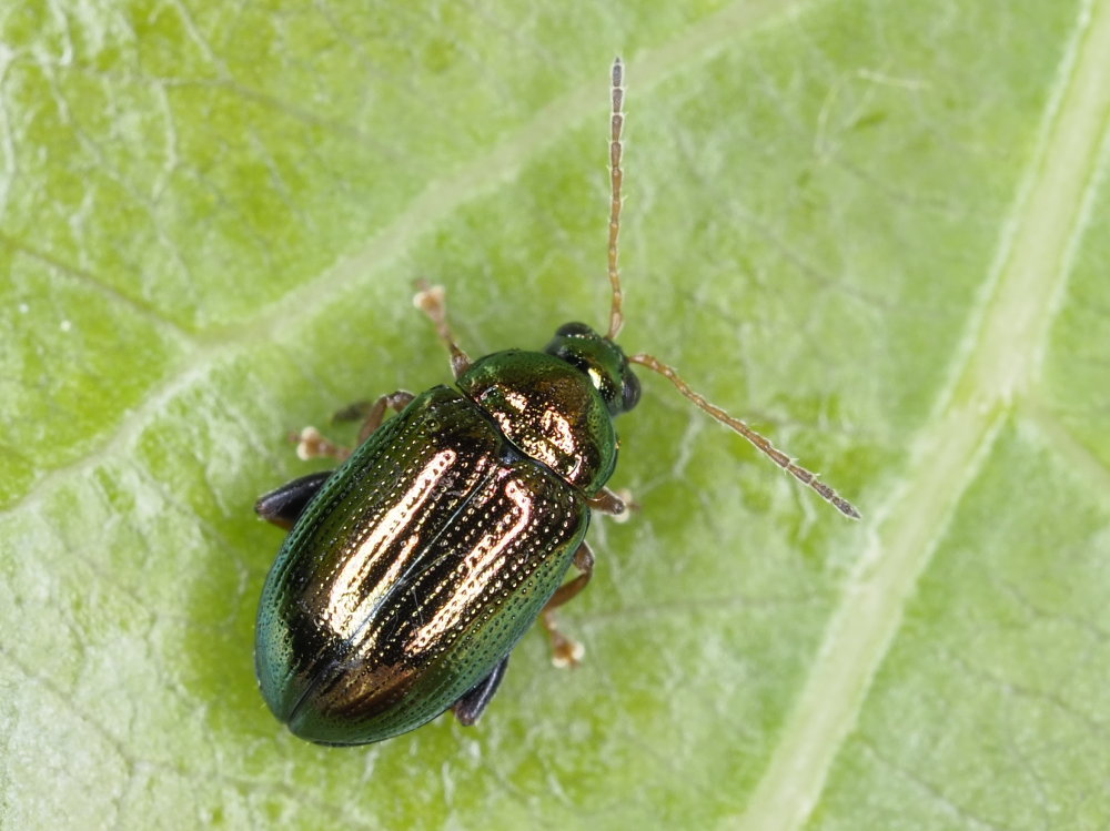 Chrysomelidae: Crepidodera aurea