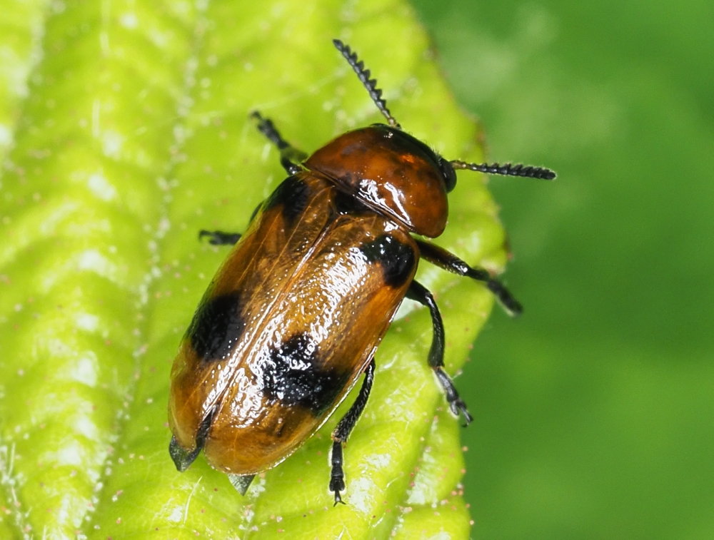 Chrysomelidae: Coptocephala scopolina? No, femmina di Macrolenes dentipes