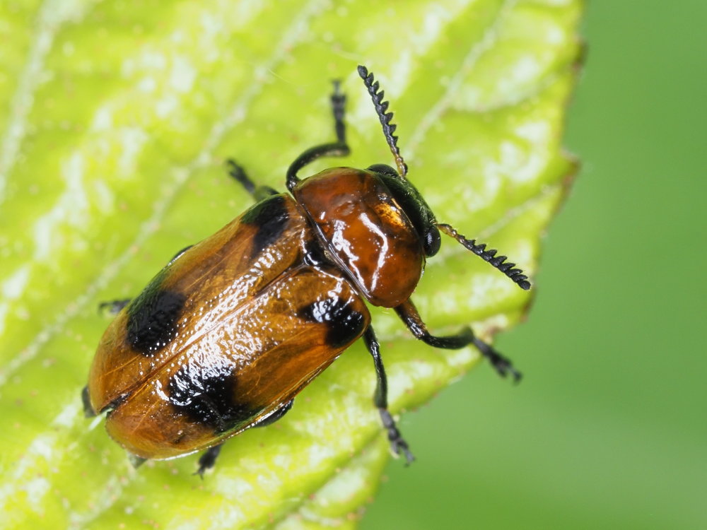 Chrysomelidae: Coptocephala scopolina? No, femmina di Macrolenes dentipes