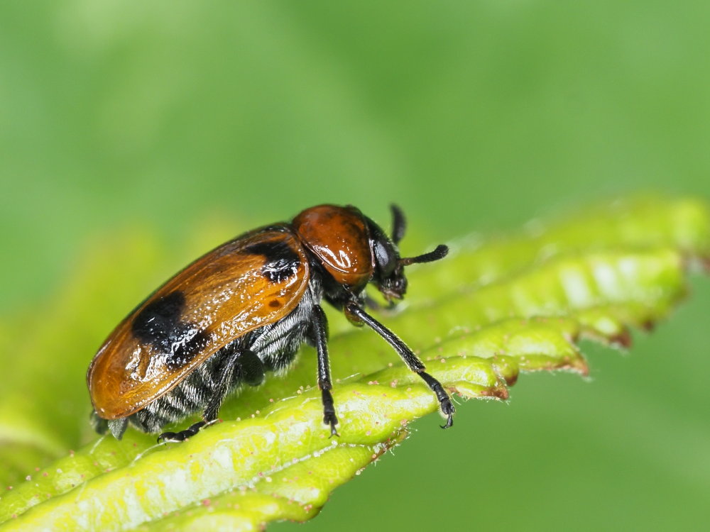 Chrysomelidae: Coptocephala scopolina? No, femmina di Macrolenes dentipes