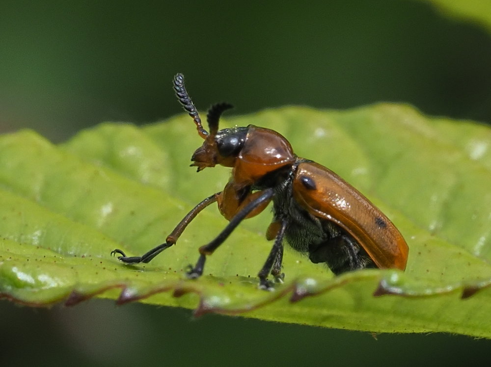 Chrysomelidae: maschio di Macrolenes dentipes