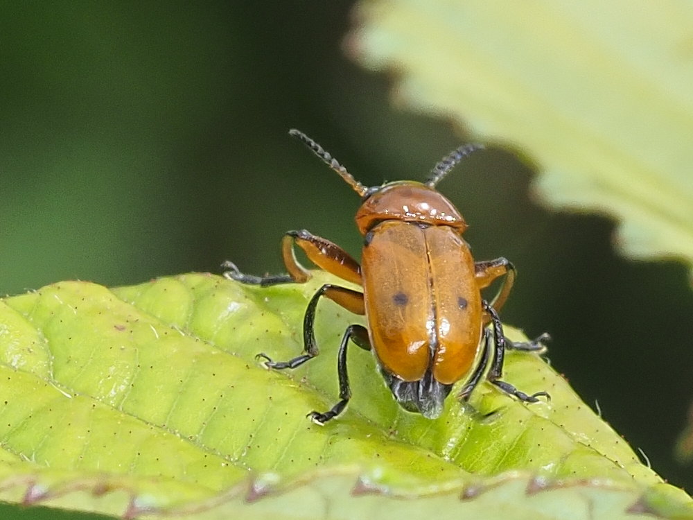 Chrysomelidae: maschio di Macrolenes dentipes