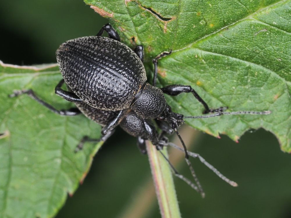 Curculionidae  da identificare