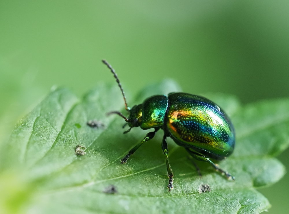 Chrysolina fastuosa? S.