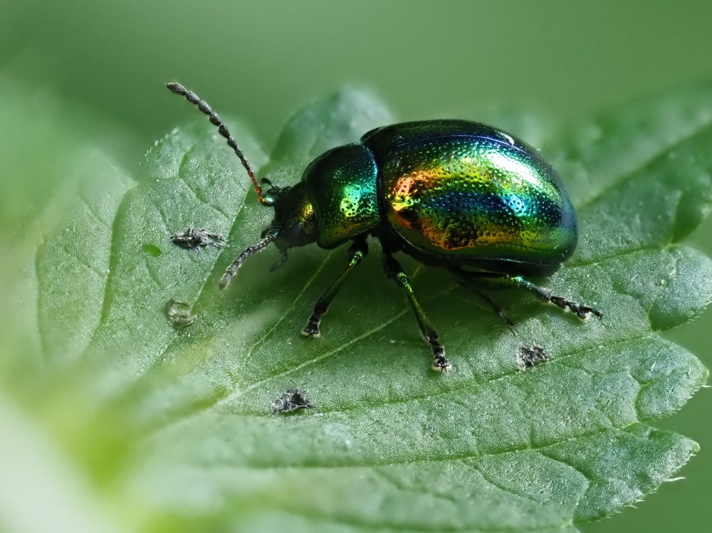 Chrysolina fastuosa? S.