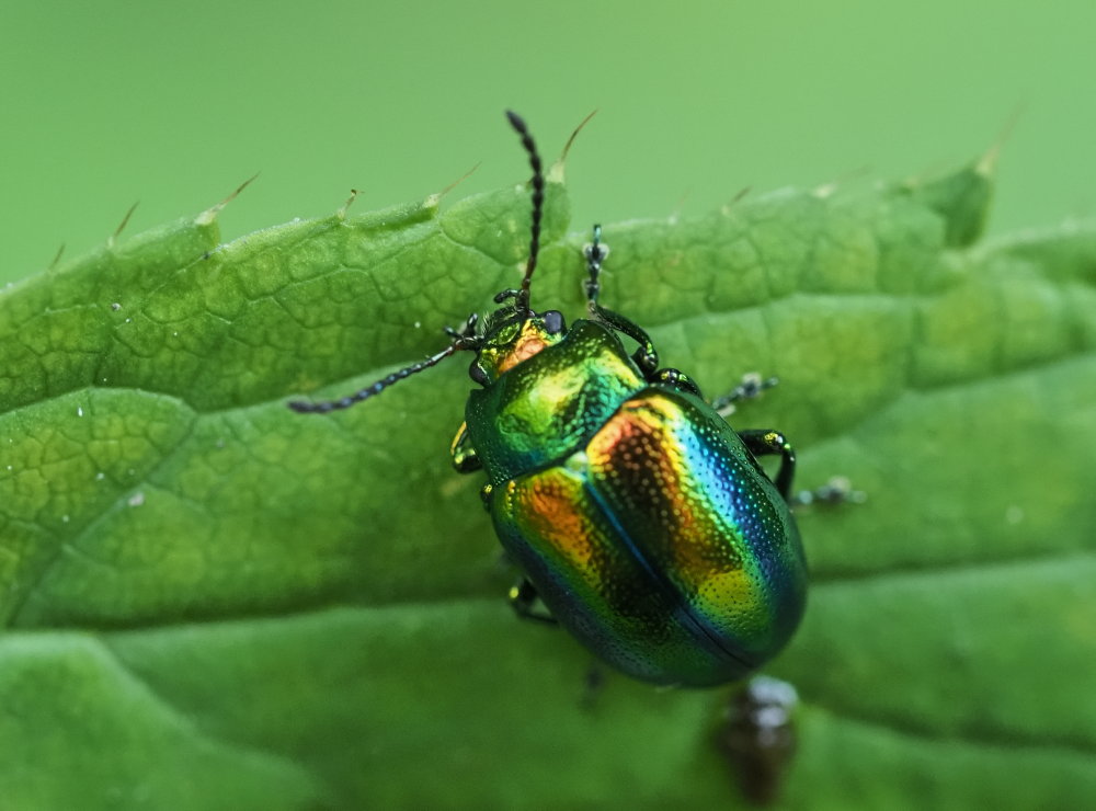 Chrysolina fastuosa? S.