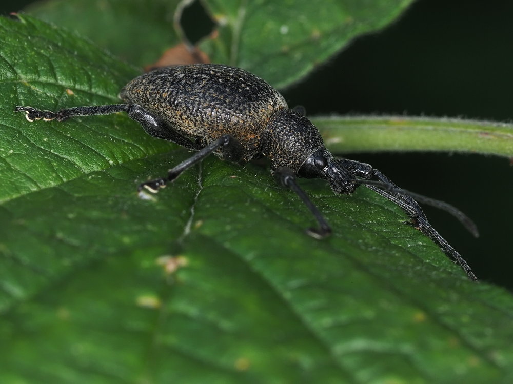 Curculionidae  da identificare