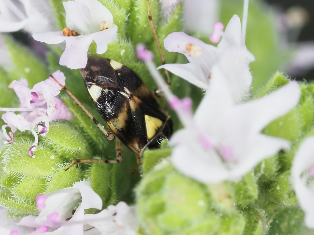 Miridae: Liocoris tripustulatus