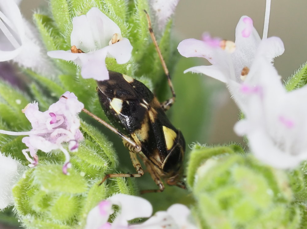 Miridae: Liocoris tripustulatus