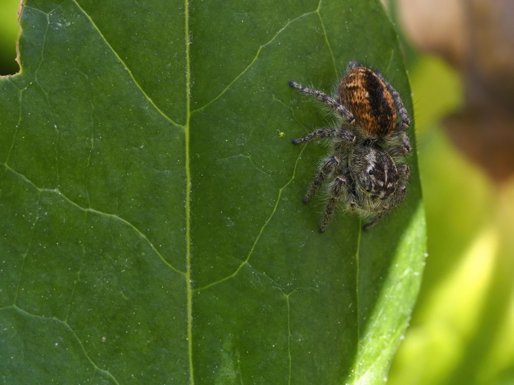 Philaeus chrysops? S, maschio subadulto