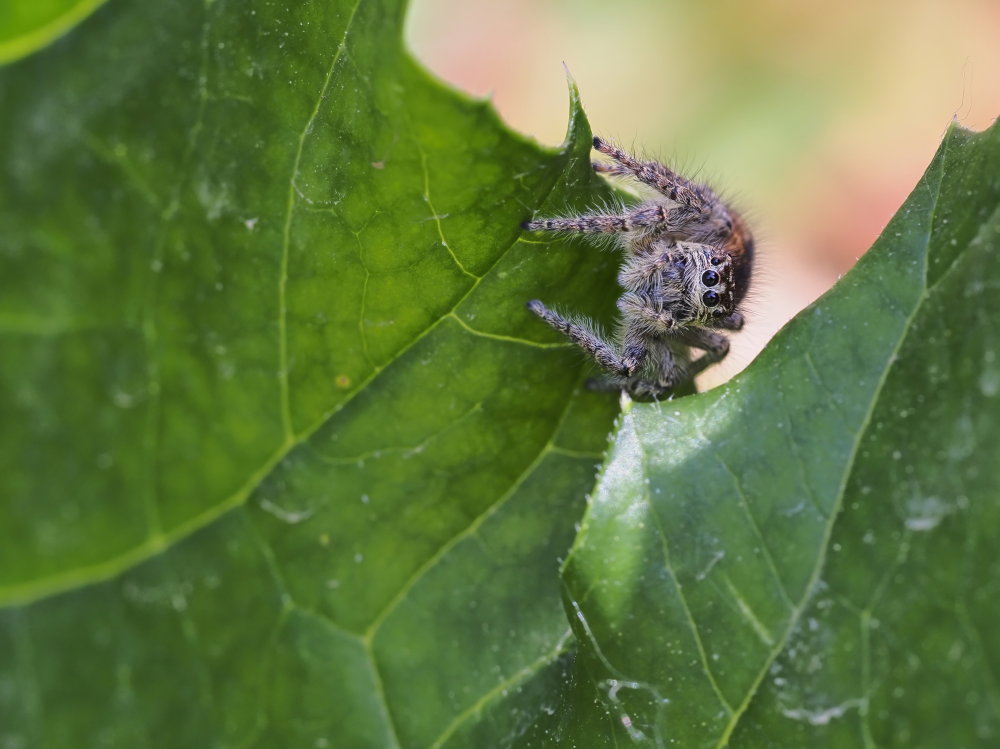 Philaeus chrysops? S, maschio subadulto
