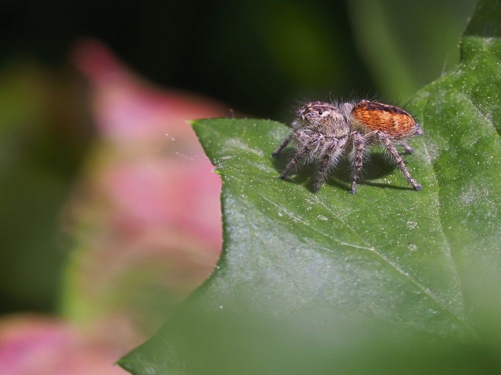 Philaeus chrysops? S, maschio subadulto