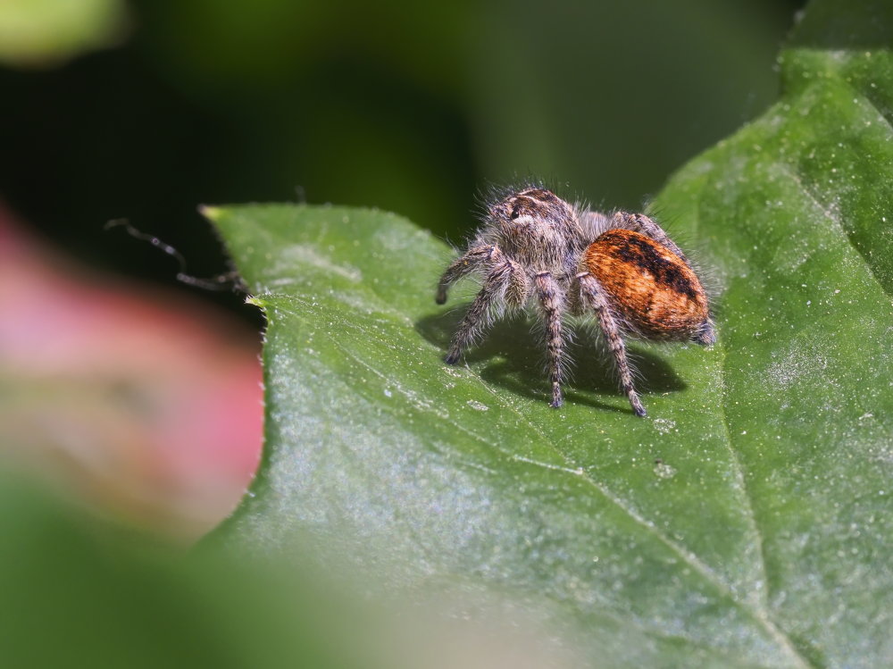 Philaeus chrysops? S, maschio subadulto