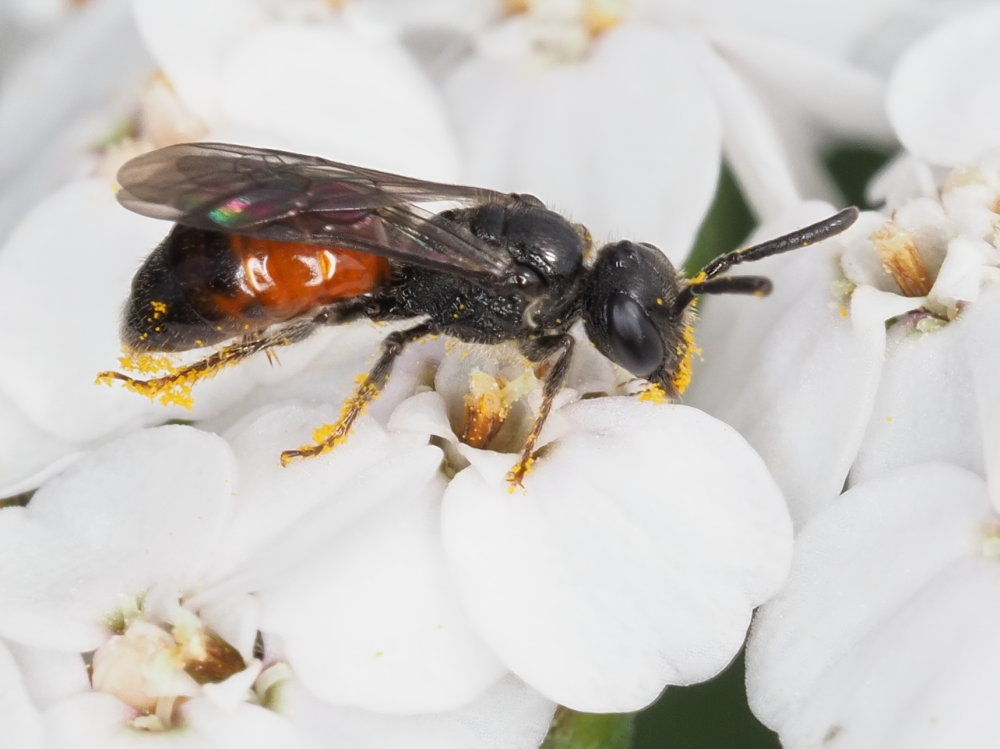 Apidae Halictinae : Sphecodes sp.? S