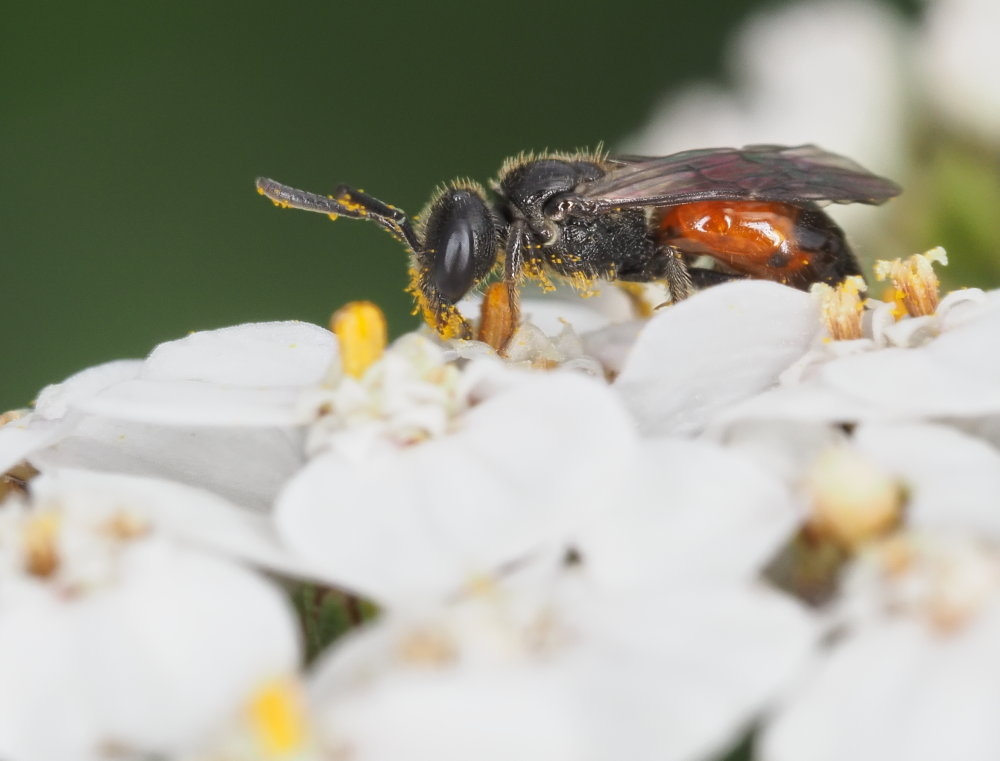 Apidae Halictinae : Sphecodes sp.? S