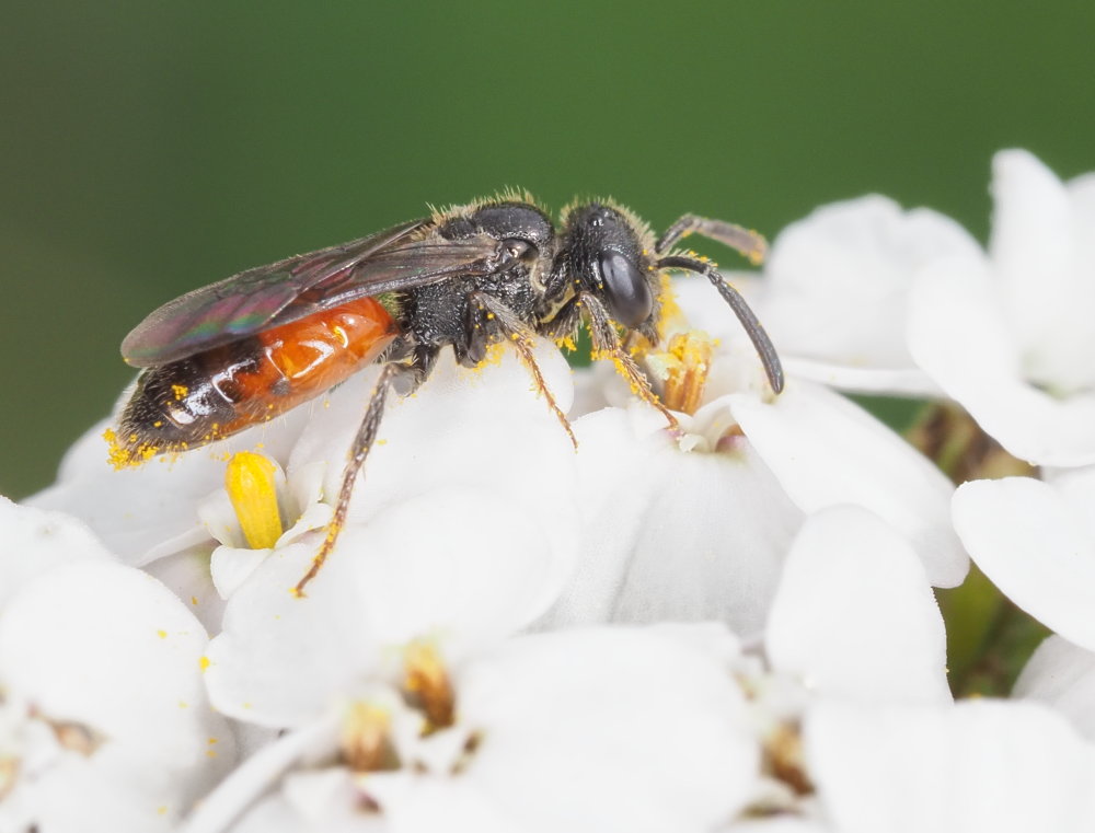 Apidae Halictinae : Sphecodes sp.? S