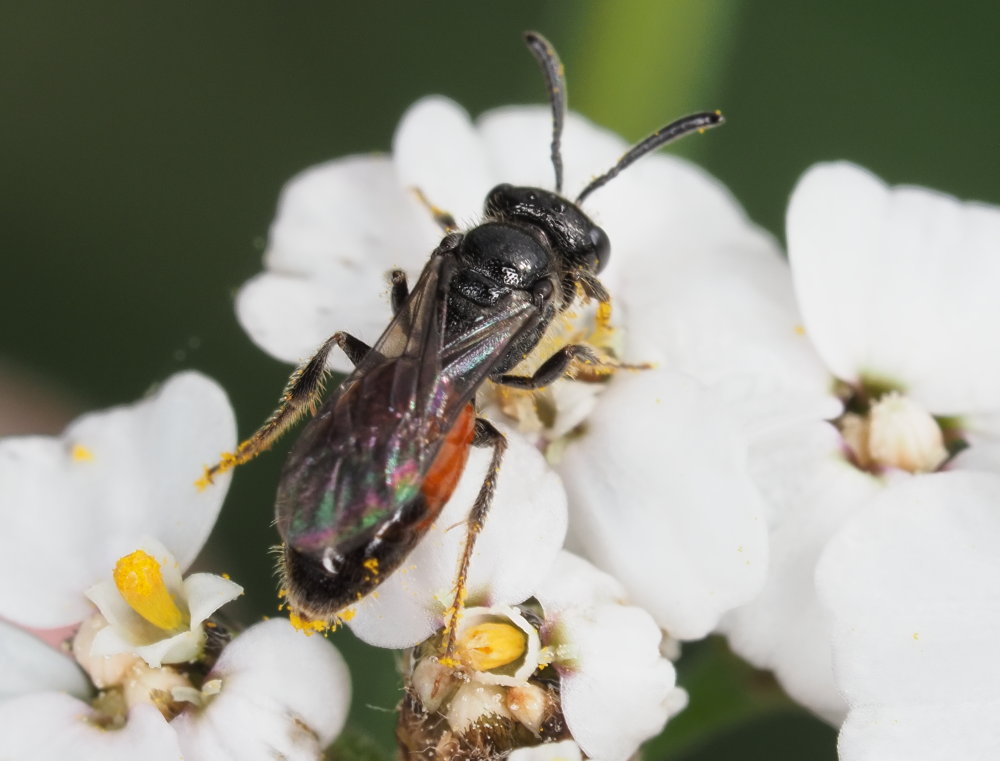 Apidae Halictinae : Sphecodes sp.? S