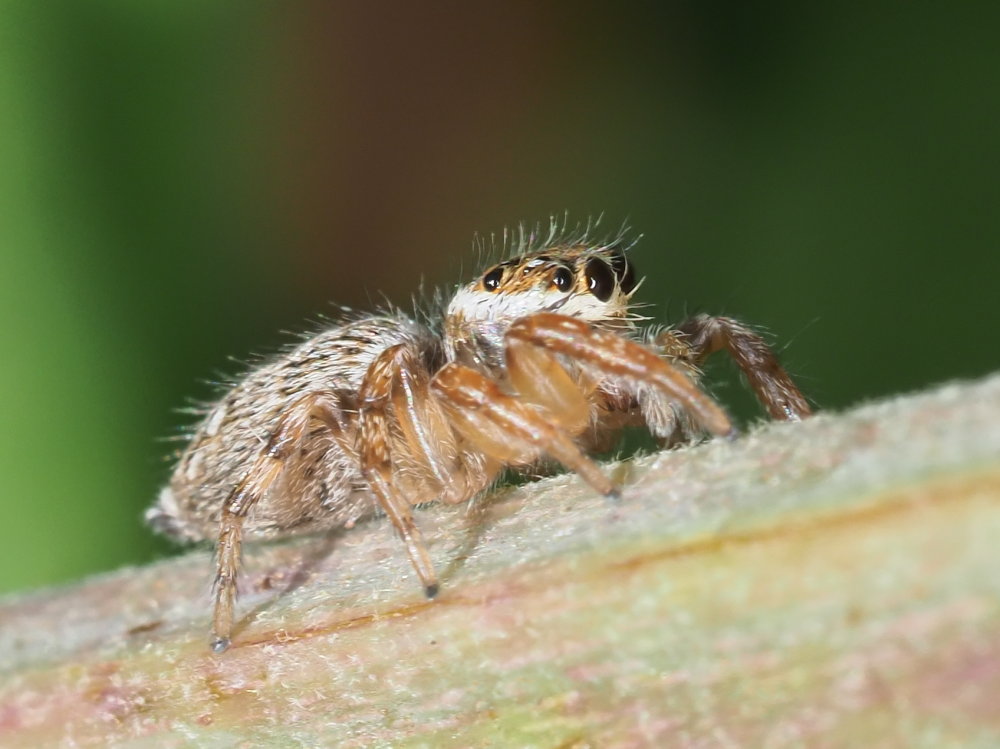 Salticidae: Evarcha jucunda