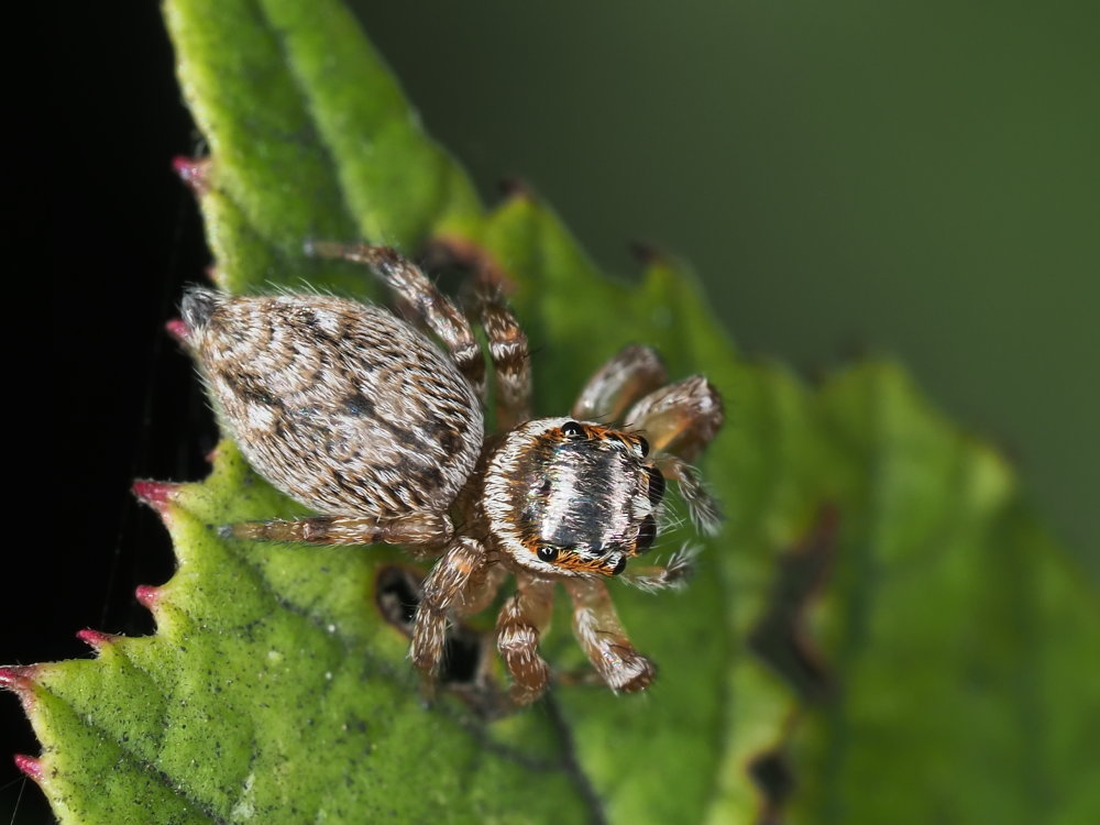 Salticidae: Evarcha jucunda