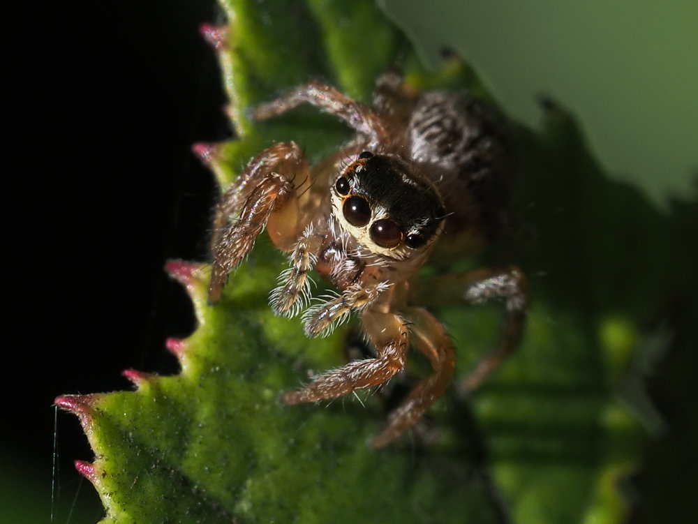 Salticidae: Evarcha jucunda
