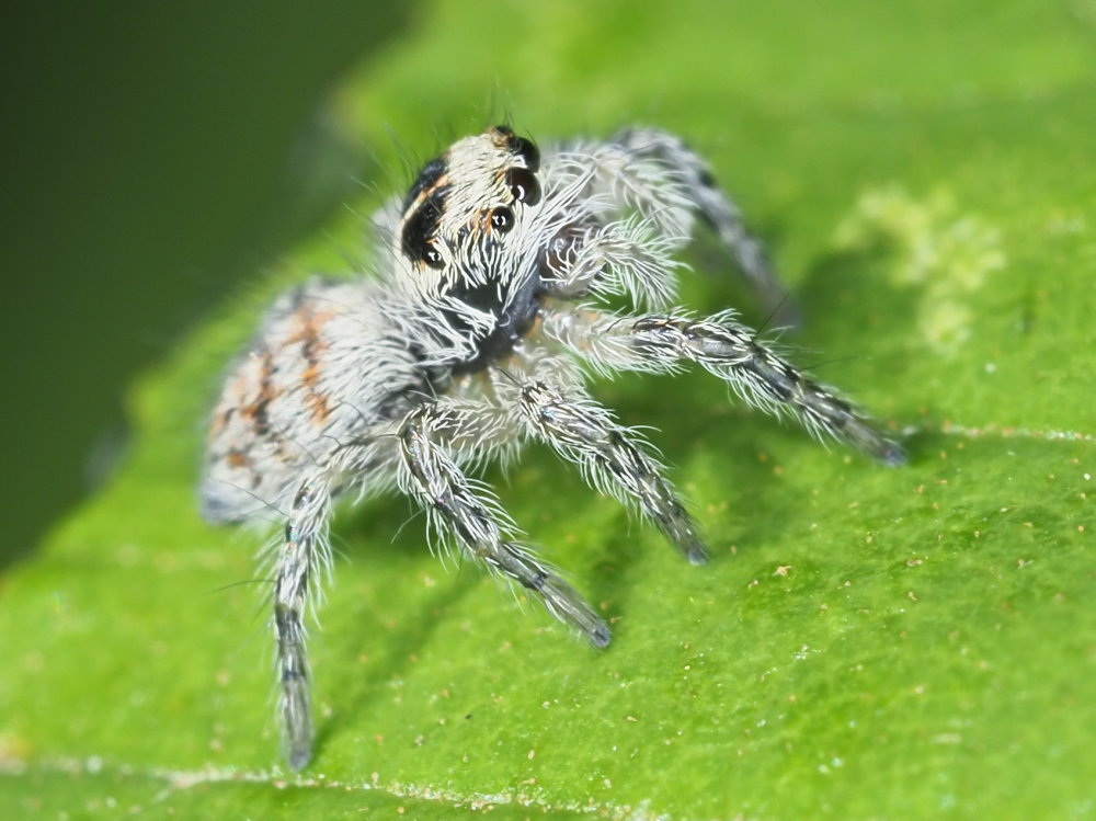 Salticidae: Philaeus chrysops, giovane