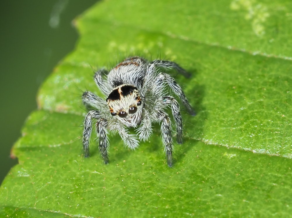 Salticidae: Philaeus chrysops, giovane