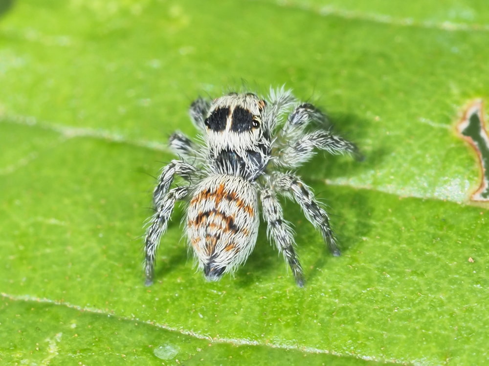 Salticidae: Philaeus chrysops, giovane