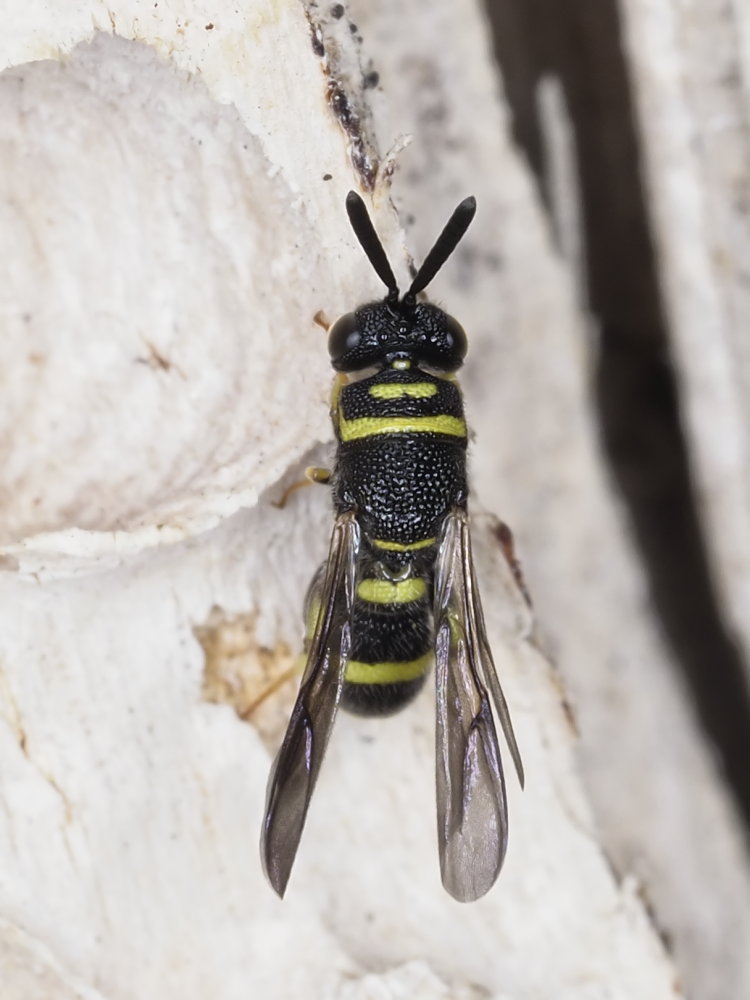 Leucospidae: maschio di Leucospis dorsigera.